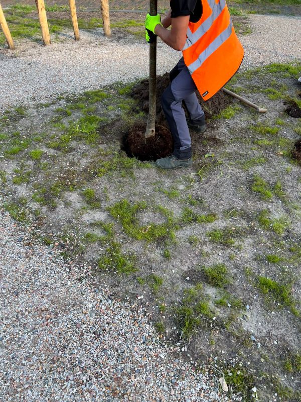 Privacy Trees Planting in Ventura County, CA
