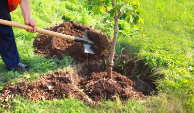 Plant Trees at Your Home or Business!